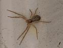 Philodromus_dispar_D4492_O_87_Badhoevedorp_Nederland