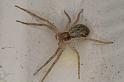 Philodromus_dispar_D4495_D_89_Badhoevedorp_Nederland