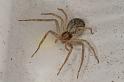 Philodromus_dispar_D4496_O_88_Badhoevedorp_Nederland