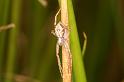 Philodromus_dispar_D4612_O_82_Waterleidingduinen_Nederland