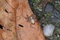 Philodromus_dispar_D4621_Z_88_Badhoevedorp_Nederland