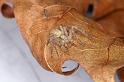 Philodromus_dispar_D4622_Z_89_Badhoevedorp_Nederland