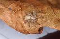 Philodromus_dispar_D4623_Z_90_Badhoevedorp_Nederland