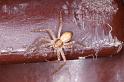 Philodromus_dispar_D4624_Z_88_Badhoevedorp_Nederland