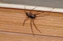 Philodromus_dispar_D5762_Z_89_Badhoevedorp_Nederland
