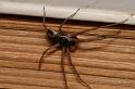 Philodromus_dispar_D5763_Z_88_Badhoevedorp_Nederland