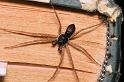 Philodromus_dispar_D5764_Z_90_Badhoevedorp_Nederland