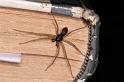 Philodromus_dispar_D5765_Z_90_Badhoevedorp_Nederland