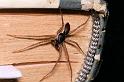 Philodromus_dispar_D5766_Z_89_Badhoevedorp_Nederland