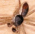 Philodromus_dispar_D5767_Z_90_Badhoevedorp_Nederland