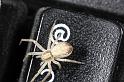 Philodromus_dispar_D7574_Z_85_Badhoevedorp_Nederland