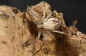 Philodromus_dispar_D7575_Z_88_Badhoevedorp_Nederland