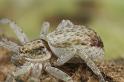 Philodromus_dispar_D7577_Z_91_Badhoevedorp_Nederland