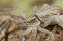 Philodromus_dispar_D7578_Z_88_Badhoevedorp_Nederland