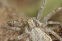 Philodromus_dispar_D7579_Z_89_Badhoevedorp_Nederland