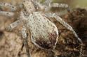 Philodromus_dispar_D7580_Z_88_Badhoevedorp_Nederland