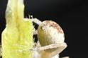Philodromus_dispar_D7581_Z_88_Badhoevedorp_Nederland