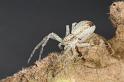 Philodromus_dispar_D7582_Z_91_Badhoevedorp_Nederland