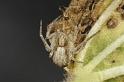 Philodromus_dispar_D7583_Z_89_Badhoevedorp_Nederland