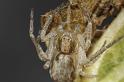 Philodromus_dispar_D7584_Z_88_Badhoevedorp_Nederland