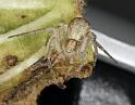 Philodromus_dispar_D7585_Z_90_Badhoevedorp_Nederland