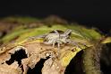 Philodromus_dispar_D7592_Z_91_Badhoevedorp_Nederland