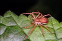 Philodromus_dispar_F0126_O_90_Badhoevedorp_Nederland