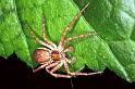 Philodromus_dispar_F0127_Z_85_Badhoevedorp_Nederland