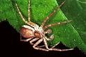 Philodromus_dispar_F0128_Z_80_Badhoevedorp_Nederland