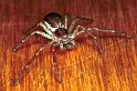 Philodromus_dispar_F0130_Z_75_Badhoevedorp_Nederland