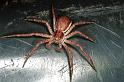 Philodromus_dispar_F0161_O_90_Badhoevedorp_Nederland