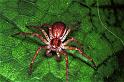 Philodromus_dispar_F0431_O_75_Badhoevedorp_Nederland