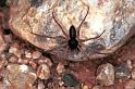 Philodromus_dispar_F1144_Z_82_Vingrau_Frankrijk