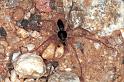 Philodromus_dispar_F1145_Z_87_Vingrau_Frankrijk