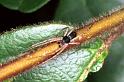 Philodromus_dispar_F1165_Z_85_Brousses-et-Villaret_Frankrijk