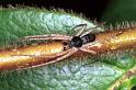 Philodromus_dispar_F1166_Z_89_Brousses-et-Villaret_Frankrijk