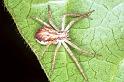 Philodromus_dispar_F1295_Z_75_Laprade_Frankrijk