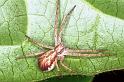 Philodromus_dispar_F1296_Z_78_Laprade_Frankrijk