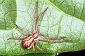 Philodromus_dispar_F1297_Z_78_Laprade_Frankrijk