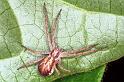 Philodromus_dispar_F1298_Z_82_Laprade_Frankrijk