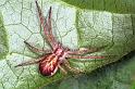 Philodromus_dispar_F1299_Z_87_Laprade_Frankrijk