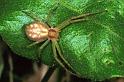Philodromus_dispar_F1415_O_83_Soube_Frankrijk