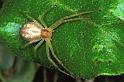 Philodromus_dispar_F1416_O_83_Soube_Frankrijk