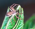 Philodromus_dispar_F2083_Z_82_Badhoevedorp_Nederland