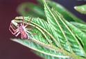 Philodromus_dispar_F2084_Z_76_Badhoevedorp_Nederland