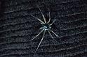 Philodromus_dispar_P0097_Z_75_Veenendaal_Nederland