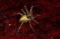 Philodromus_dispar_P0366_O_82_Badhoevedorp_Nederland