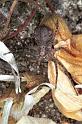 Philodromus_emarginatus_F1329_O_75_Brousses-et-Villaret_Frankrijk