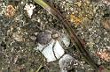 Philodromus_emarginatus_F1330_Z_81_Brousses-et-Villaret_Frankrijk