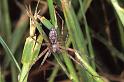 Philodromus_emarginatus_P0576_Z_82_-_Frankrijk